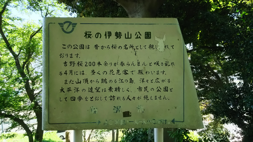 桜の伊勢山公園
